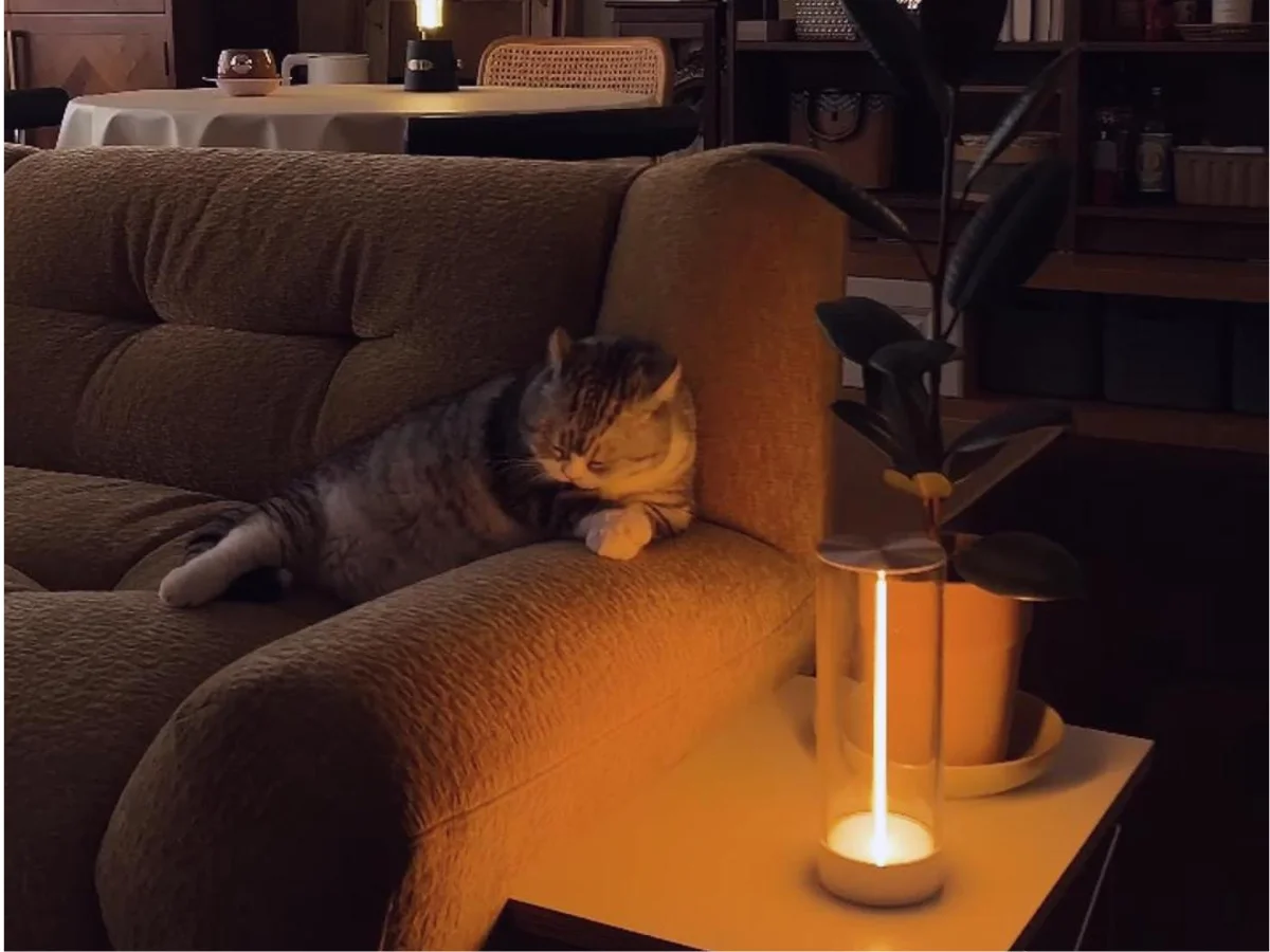 fila night table lamp home with cat